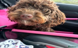 Cockapoo dogs for sale: Brown Cockapoo for rehome - Image 1