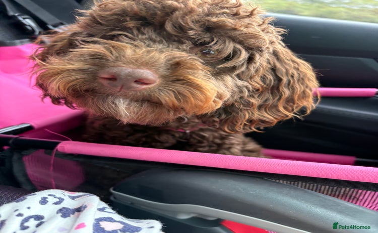 Cockapoo dogs - Advert 9