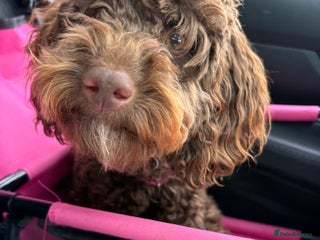 Cockapoo dogs - Advert 1