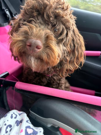 Cockapoo dogs - Advert 9