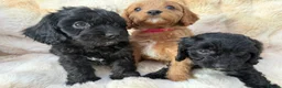 Cavapoo dogs for sale: 🐶 READY TO GO Beautiful Cavapoo Puppies  - Advert 4