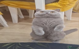 British Shorthair cats for stud: Amasing British Shorthair Lilac for stud - Image 14