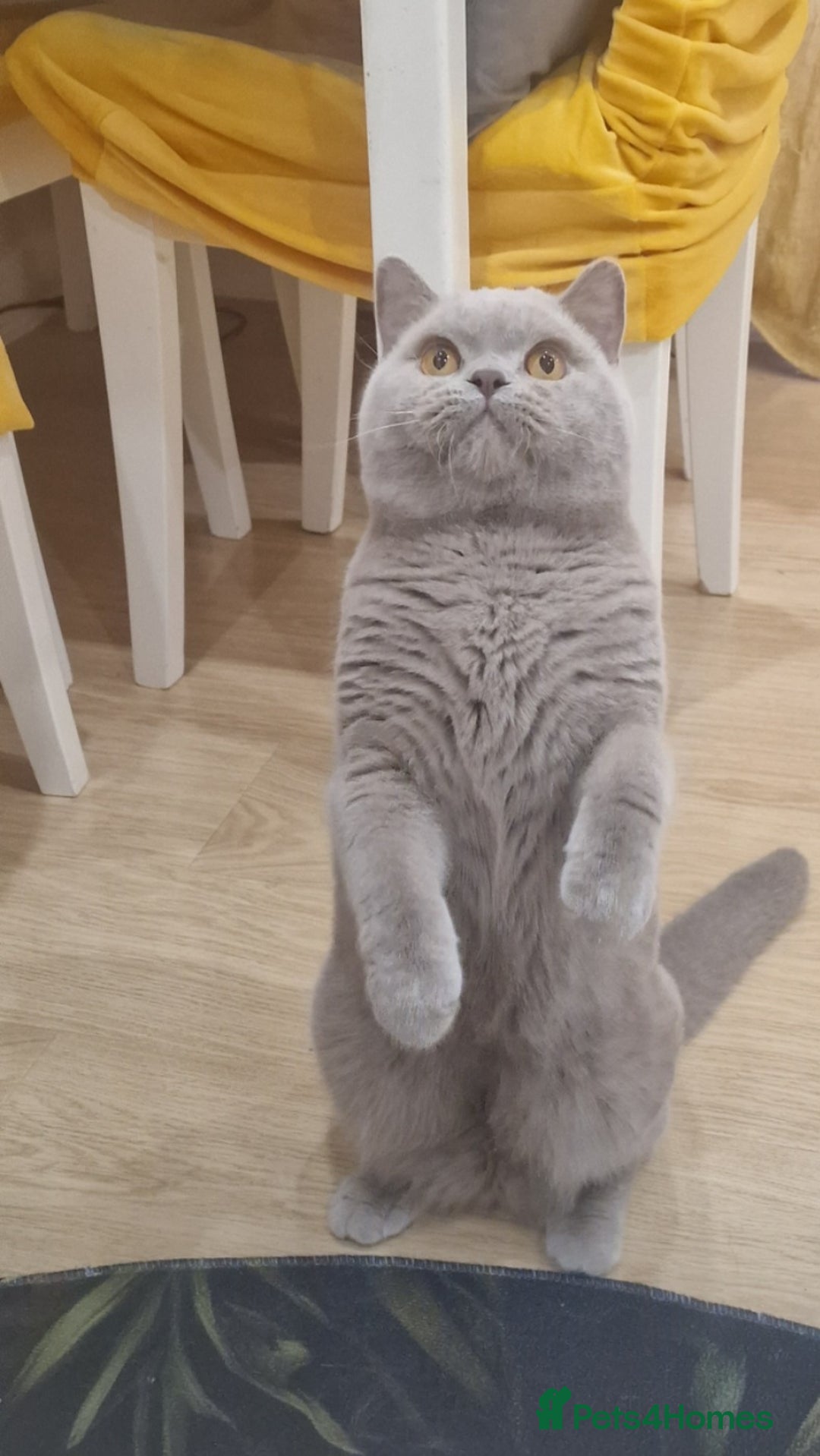 British Shorthair cats for stud: Amasing British Shorthair Lilac for stud - Image 14