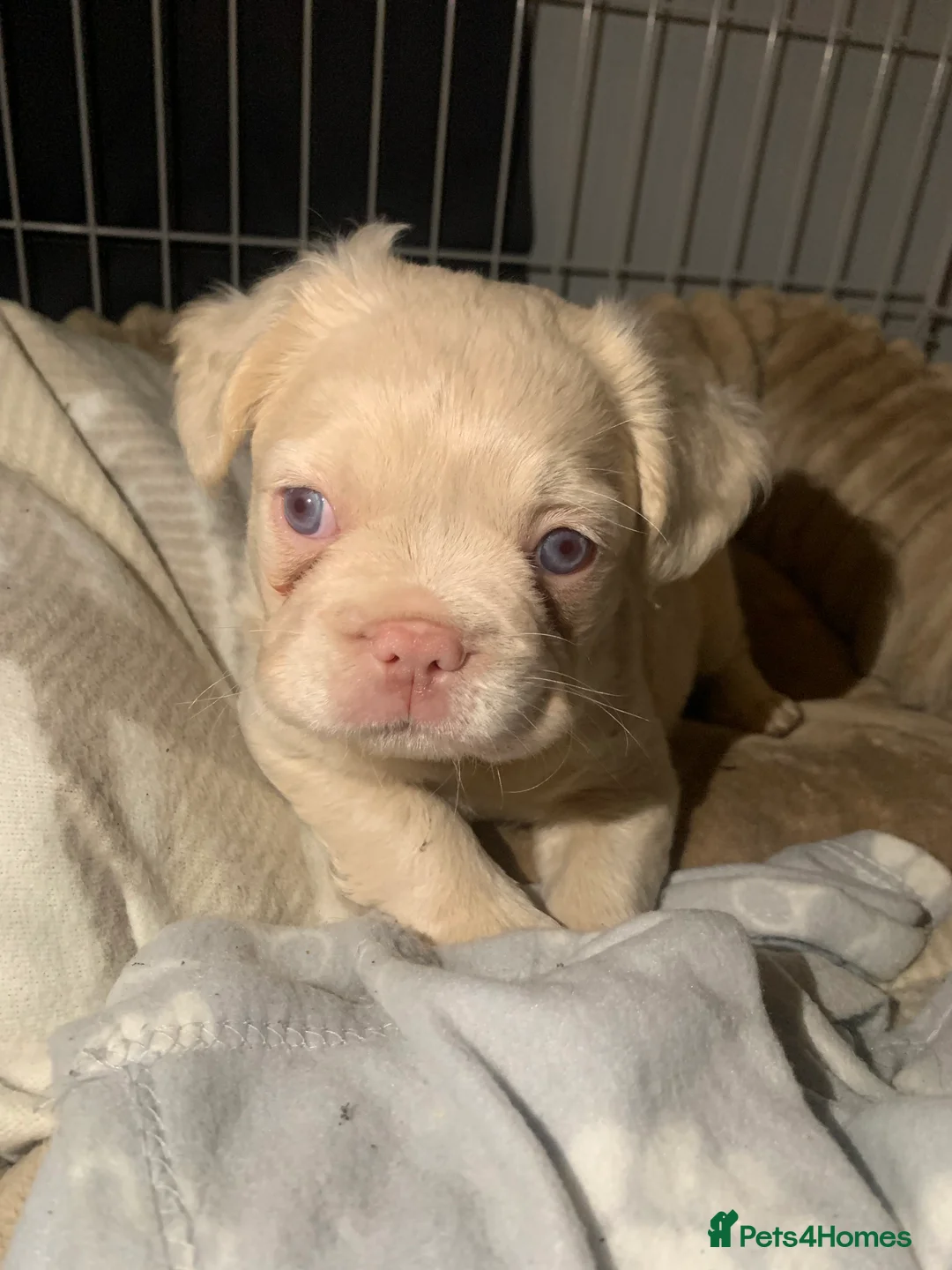 French Bulldog dogs for sale: Fluffy Frenchie (BOY) - Advert 1