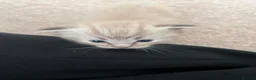 Ragdoll cats for sale: Ragdoll kitten Tica Registered  - Advert 5