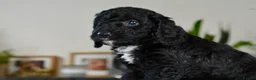 Cockapoo dogs for sale: Beautiful Cockapoo puppies for sale in Rugby - Advert 10