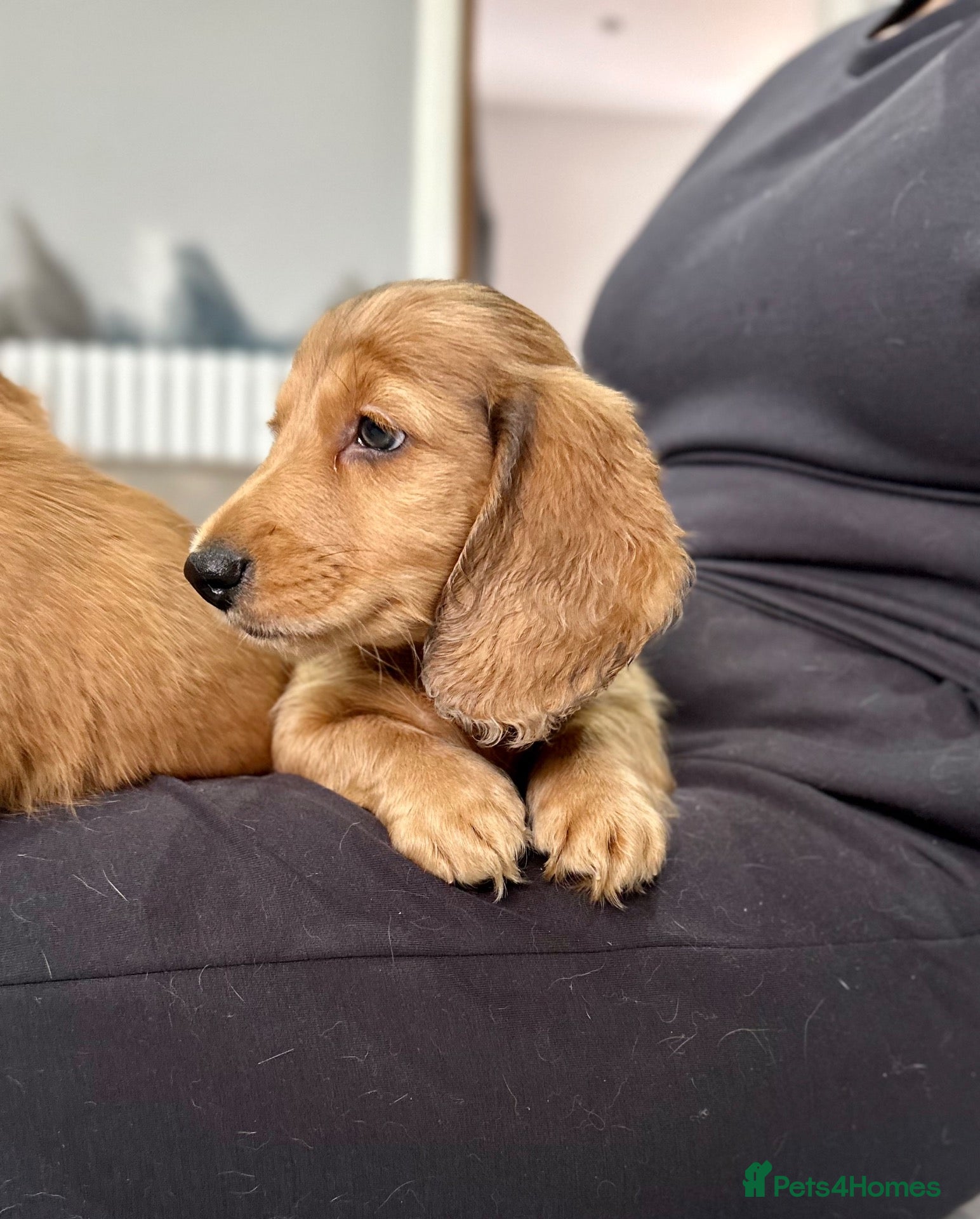 Miniature Dachshund dogs Miniature Dachshund - Advert 2