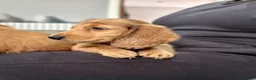 Miniature Dachshund dogs for sale: Miniature Dachshund - Advert 1