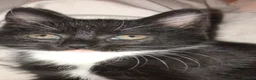 Mixed Breed cats for sale: Tuxedo kittens  - Advert 7