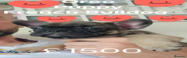 Oreo