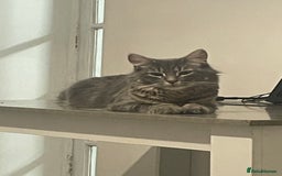 Mixed Breed cats for sale: Beautiful kitten  - Image 12