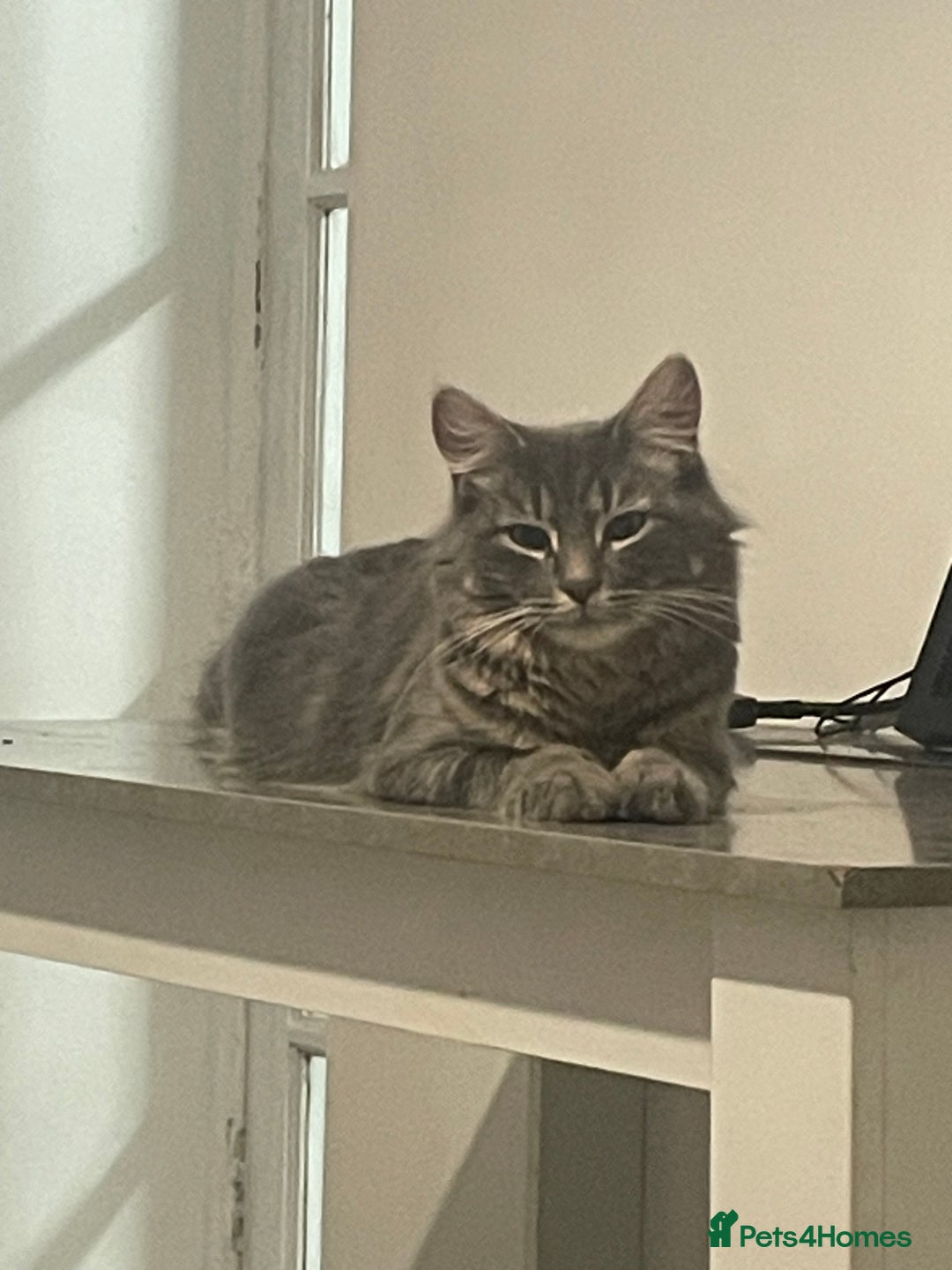 Mixed Breed cats for sale: Beautiful kitten  - Image 12