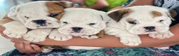 English Bulldog dogs for sale: Beautiful PURE English Bulldog Pups Ready for sale - Advert 5