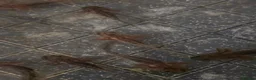 Other/Mixed Breed fish for sale: Axolotl babies in Stevenage - Advert 4