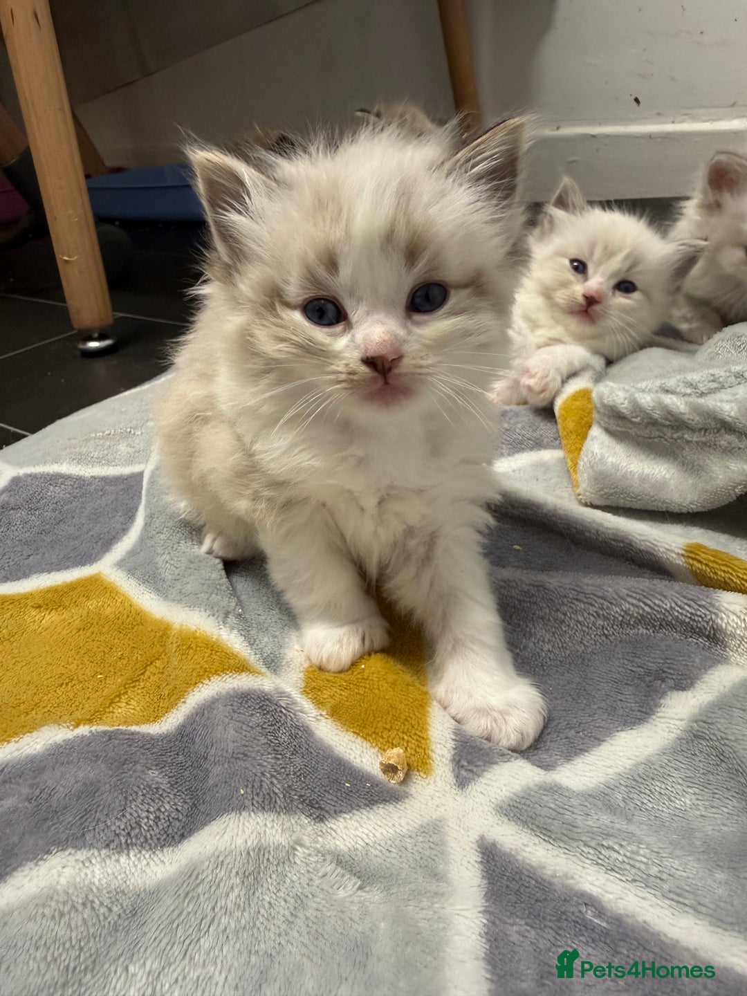 Ragdoll cats for sale: 4 Male Ragdoll Kittens  - Advert 16