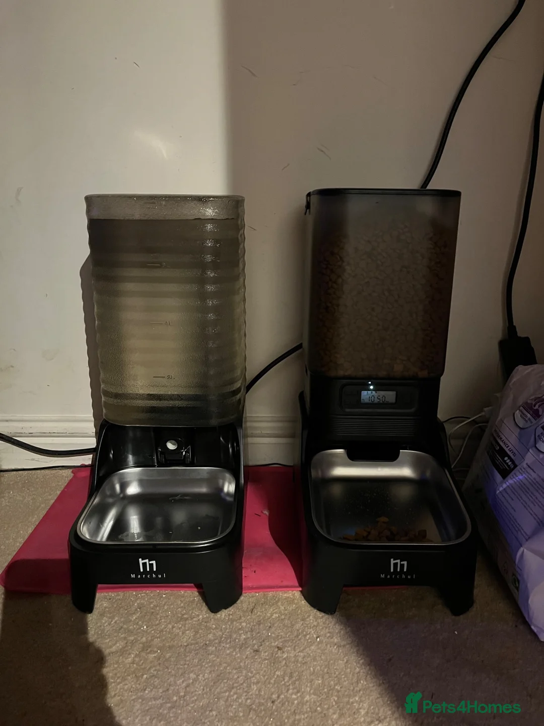 Scottish Fold cats for sale: 2 lovely adult Scottish Fold - Advert 2
