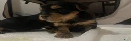 Yorkshire Terrier dogs for sale: Yorkshire Terrier puppies 🐶  - Advert 17
