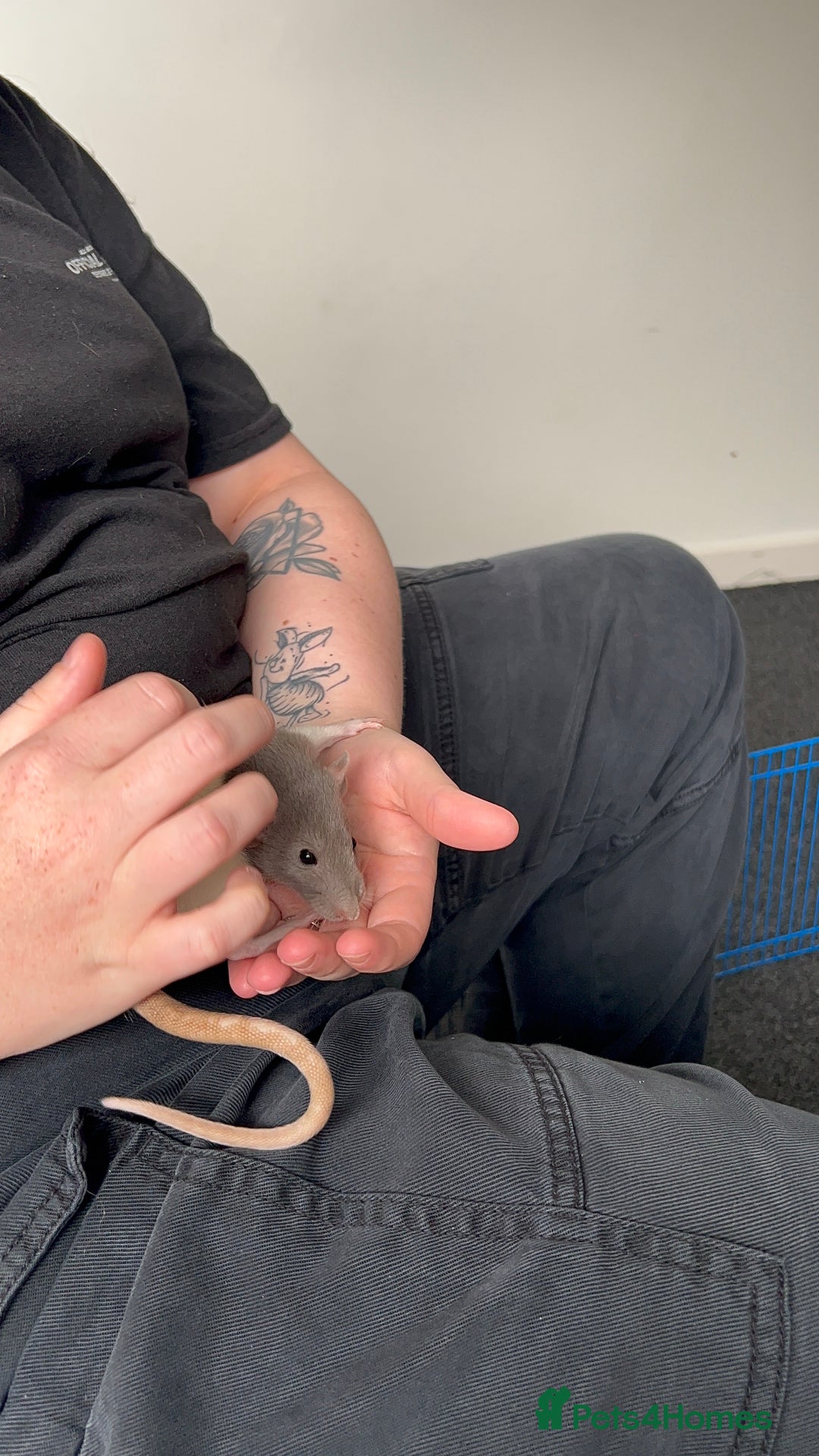 Rat rodents for sale: Dumbo female rats for sale 12 week old  - Image 5