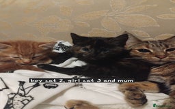 Mixed Breed cats for sale: 3 adorable 6 week old kittens. - Image 3