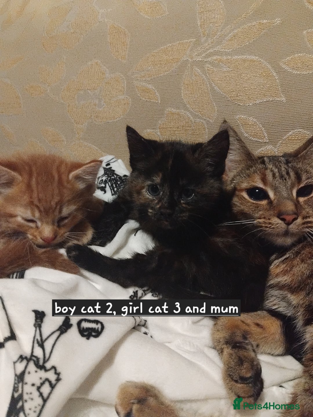 Mixed Breed cats for sale: 3 adorable 6 week old kittens. - Image 3