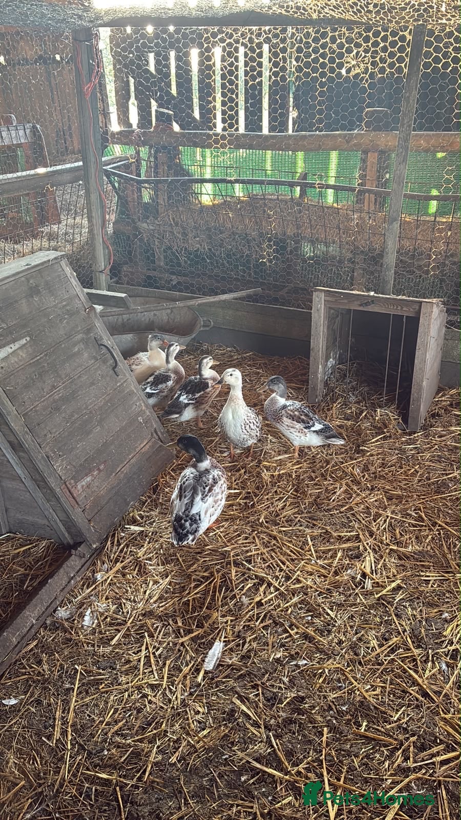 Ducks poultry Appleyard Ducks – 2 Females & 3 Males - Advert 1