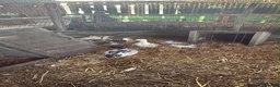 Ducks poultry for sale: Appleyard Ducks – 2 Females & 3 Males in Telford - Advert 1