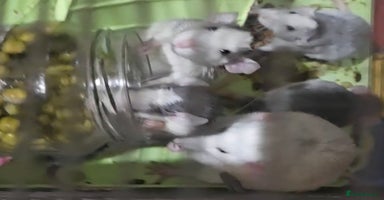 Mouse rodents - Advert 16