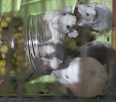 Mouse rodents - Advert 3