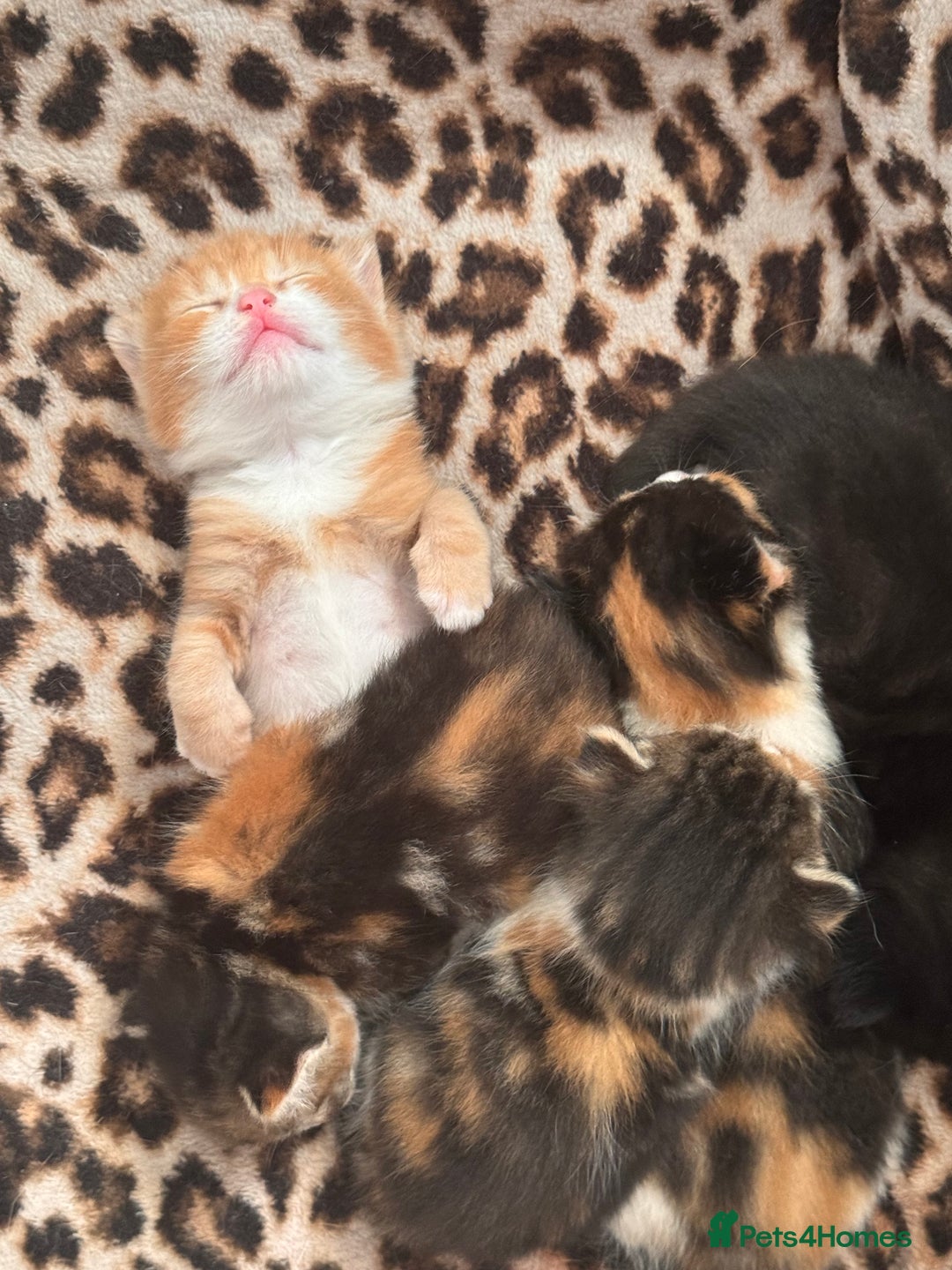 Bengal cats for sale: Beautiful bengal kittens - Image 32