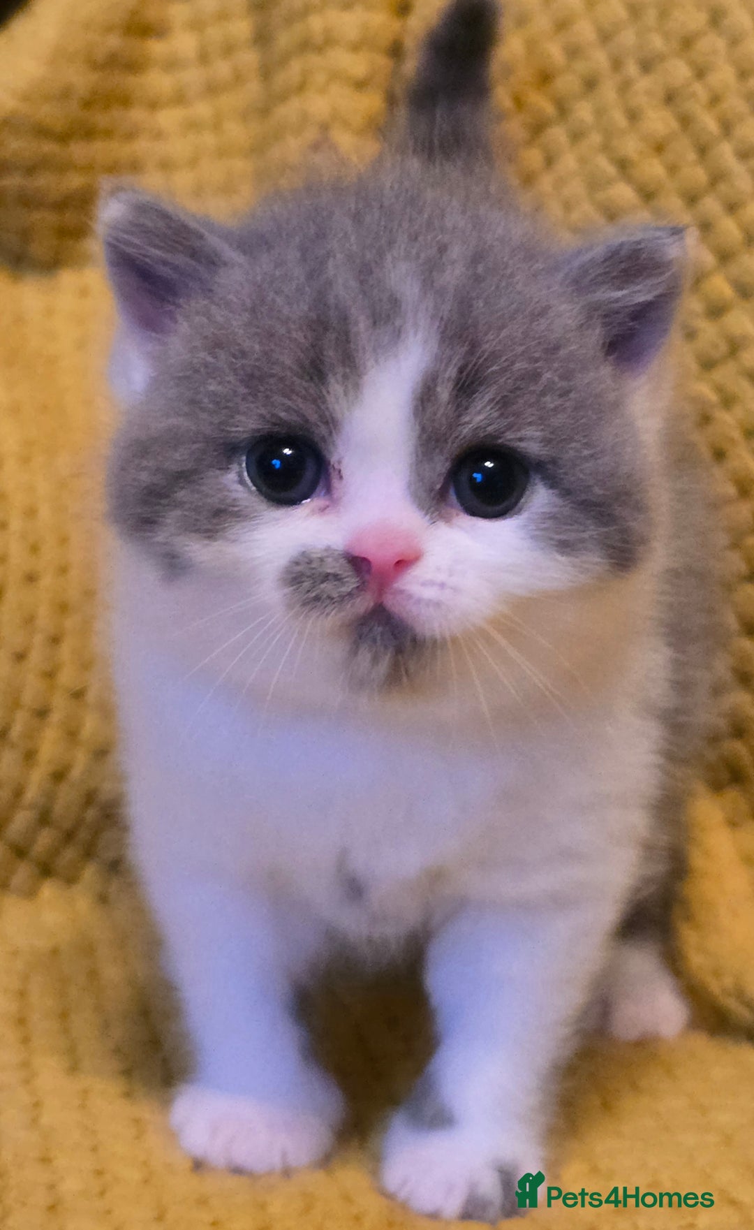 British Shorthair cats for sale: ONE GIRL LEFT GCCF reg BSH kittens - Image 15