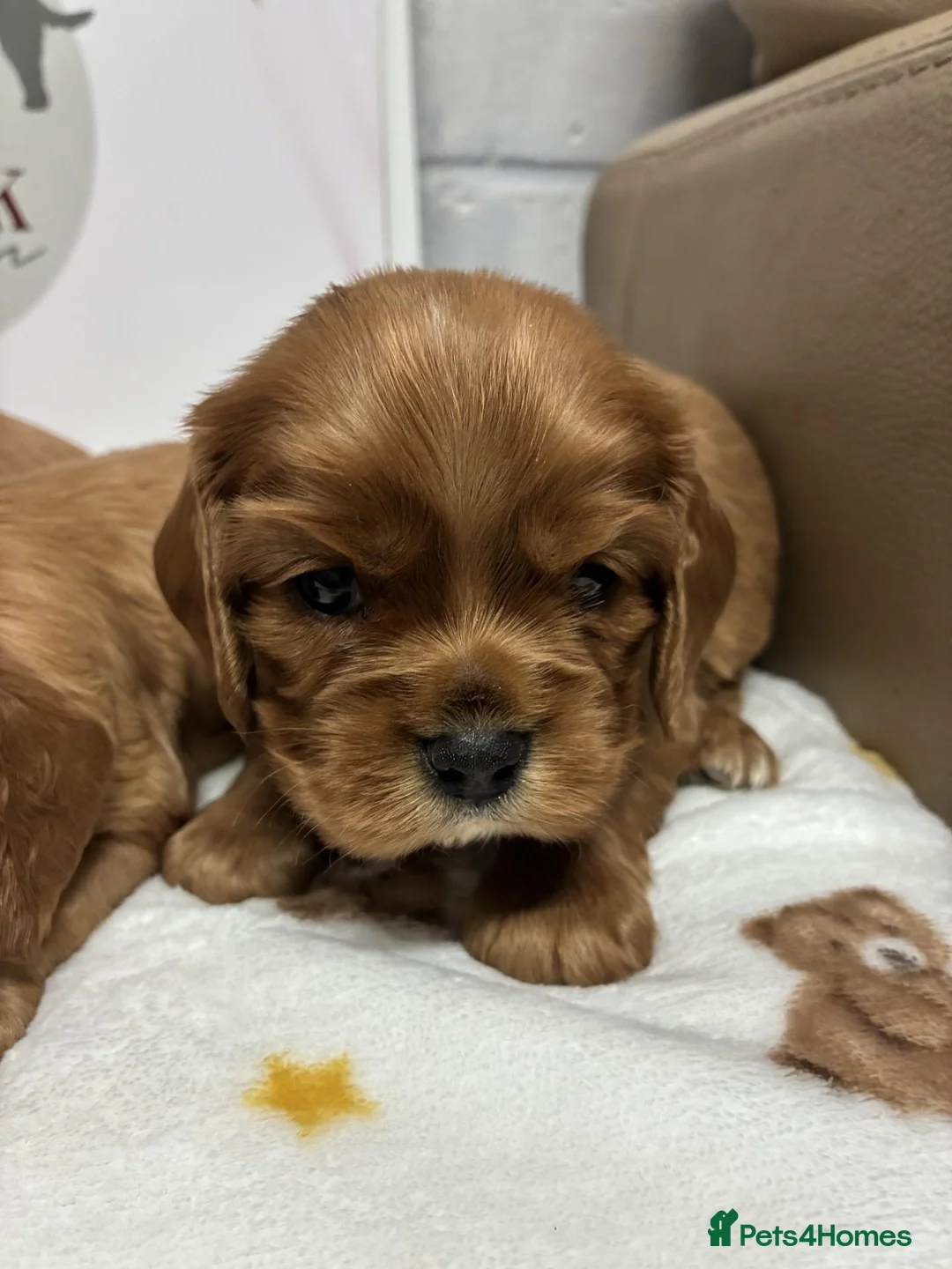 Cavalier King Charles Spaniel dogs for sale: 👑 Superb Cavalier king charles puppies 👑 - Advert 2