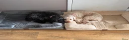 Cockapoo dogs for sale: Ruby and Rosie  in Cardiff - Advert 4