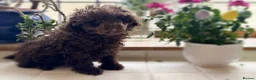 Toy Poodle dogs for sale: Stunning chocolate Toy poodle male  - Advert 1
