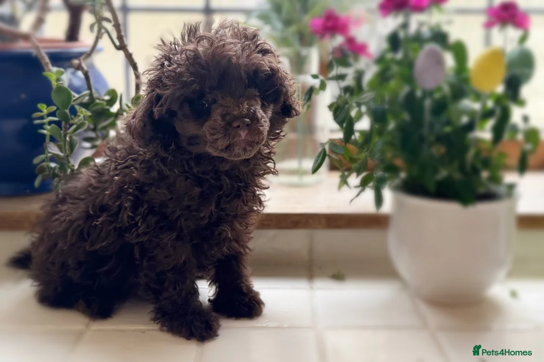 Toy Poodle dogs for sale: Stunning chocolate Toy poodle male  - Advert 1