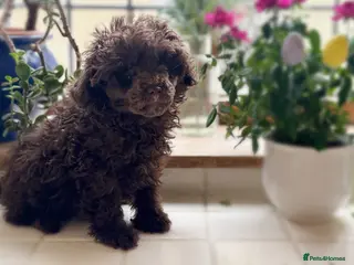 Toy Poodle dogs Stunning chocolate Toy poodle male - Advert 15