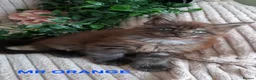 Maine Coon cats for sale: 3 Beautiful Maine coons  - Advert 15