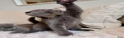 Scottish Fold cats for sale: Beautiful Scottish kitties are looking for a home  - Advert 14