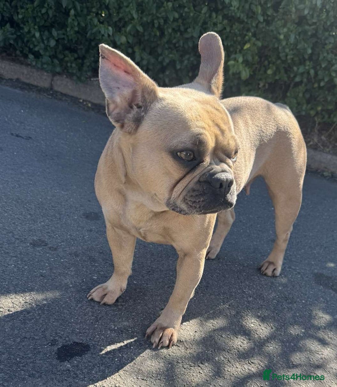 Mixed Breed dogs for sale: French bulldog X English bulldog  - Image 16