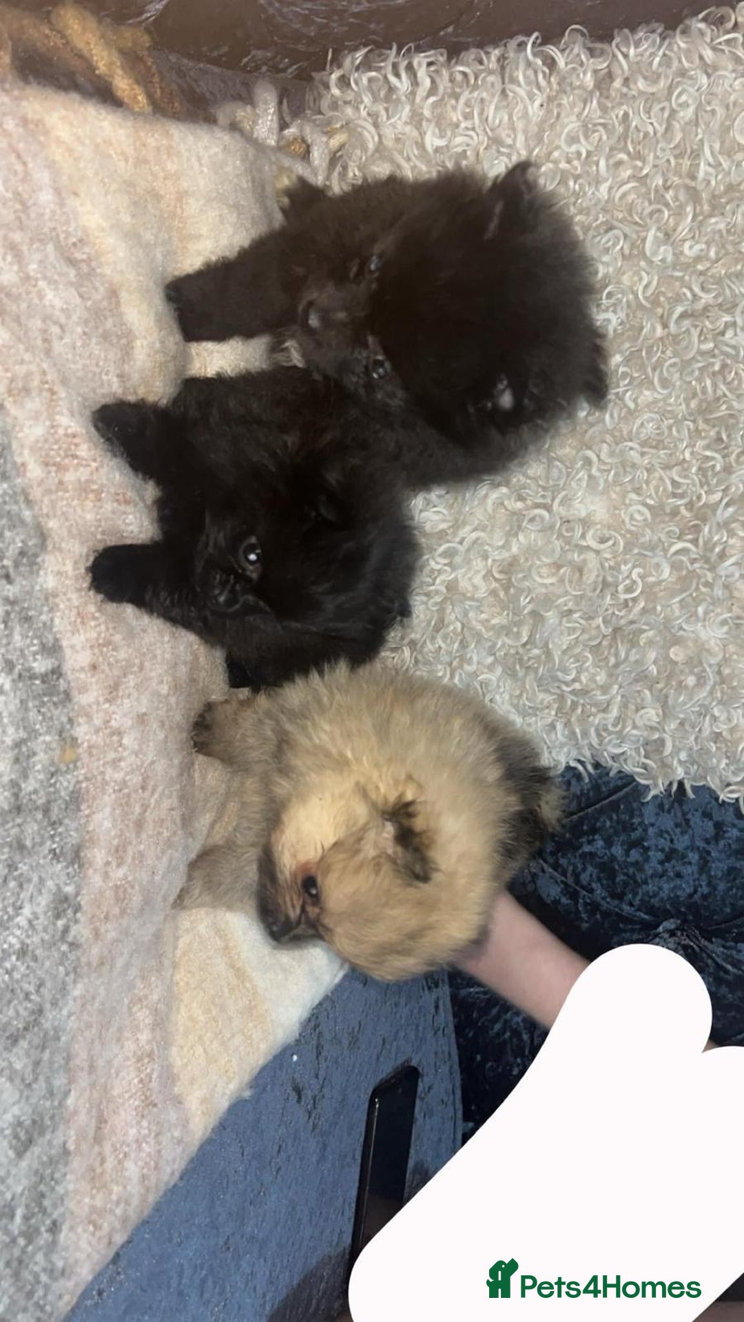 Pomeranian dogs for sale: Toy Pomeranian - Advert 19