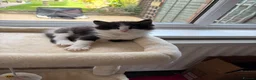 Persian cats for sale: Persian ragdoll X in Middlesbrough - Advert 18