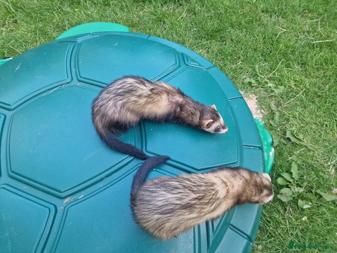 Ferret rodents for sale: 2 female polecat ferrets - Image 2