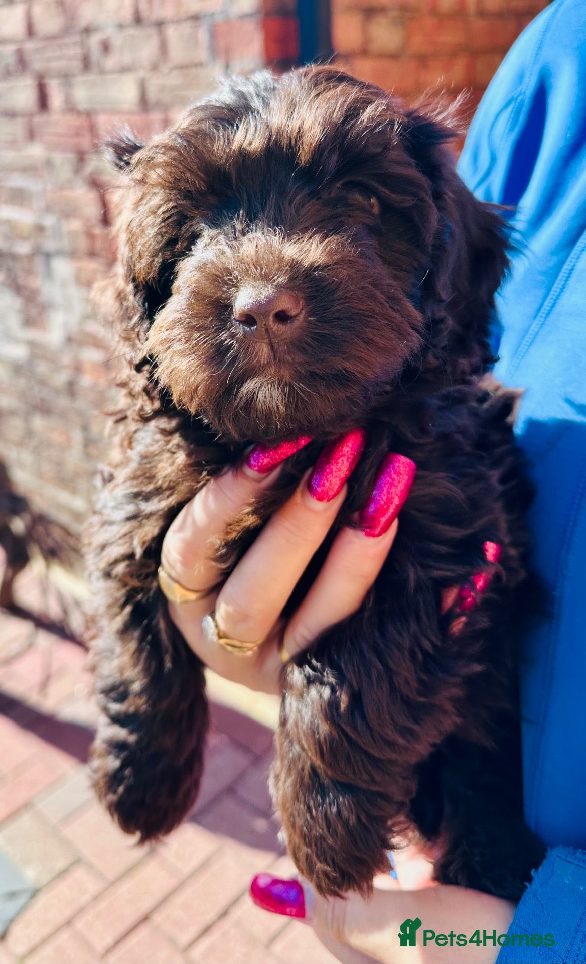 Cockapoo dogs Gorgeous PRA clear F1 Cockapoo puppies READY NOW - Advert 2