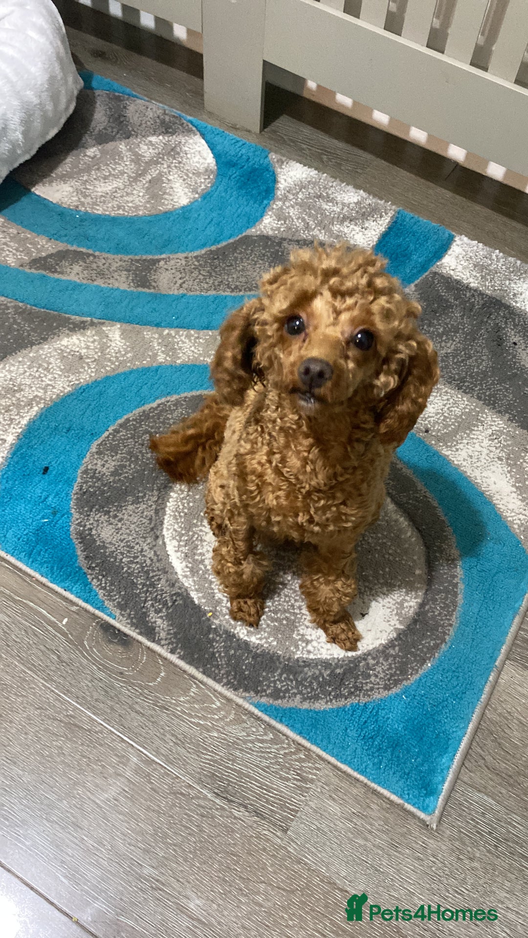 Toy Poodle dogs for sale: Toy poodle  - Advert 1
