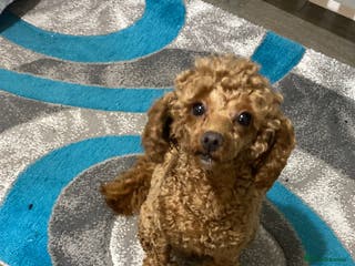 Toy Poodle dogs Toy poodle - Advert 12