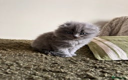 Scottish Fold cats for sale: 2 female Scottish fold cross kittens for sale  - Image 10