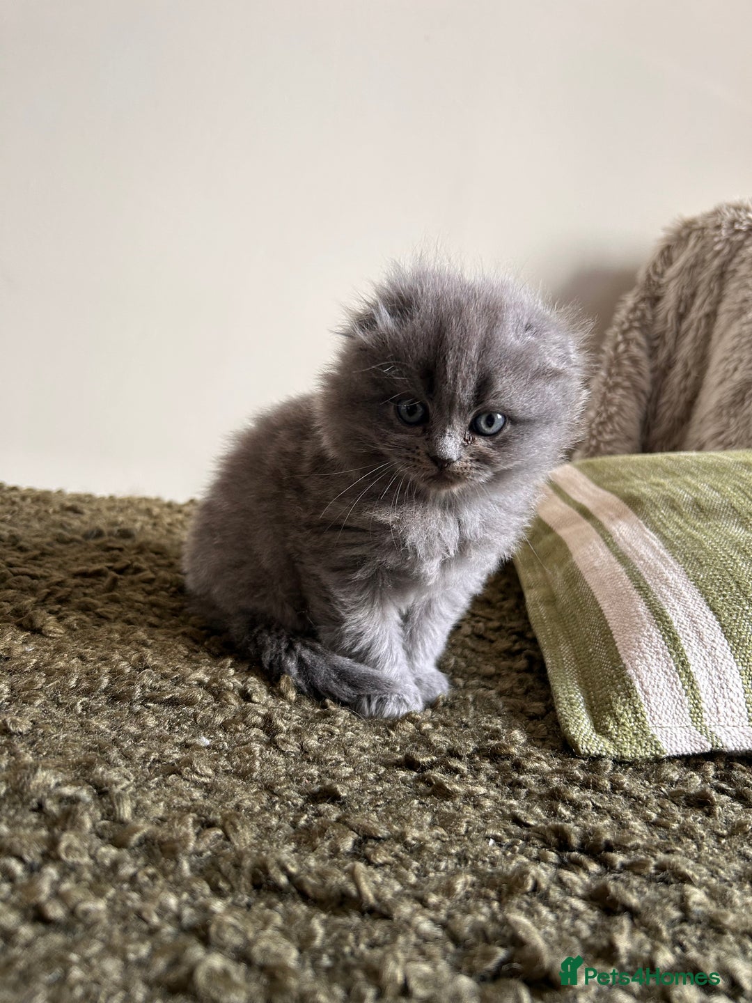Scottish Fold cats for sale: 2 female Scottish fold cross kittens for sale  - Image 10