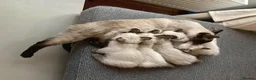 Siamese cats for sale: vocal siamese - Advert 1