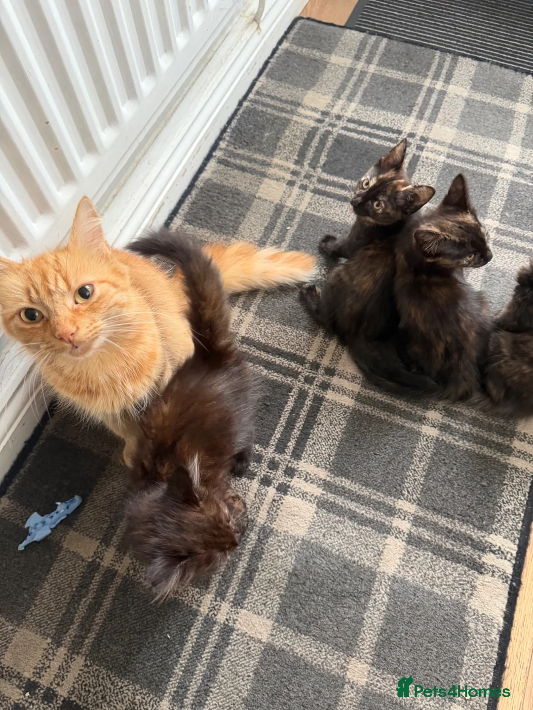 Mixed Breed cats for sale: 4 Beautiful kittens for sale - Advert 2