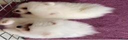Pomeranian dogs for sale: Snow White Pomeranians in Gainsborough - Advert 6