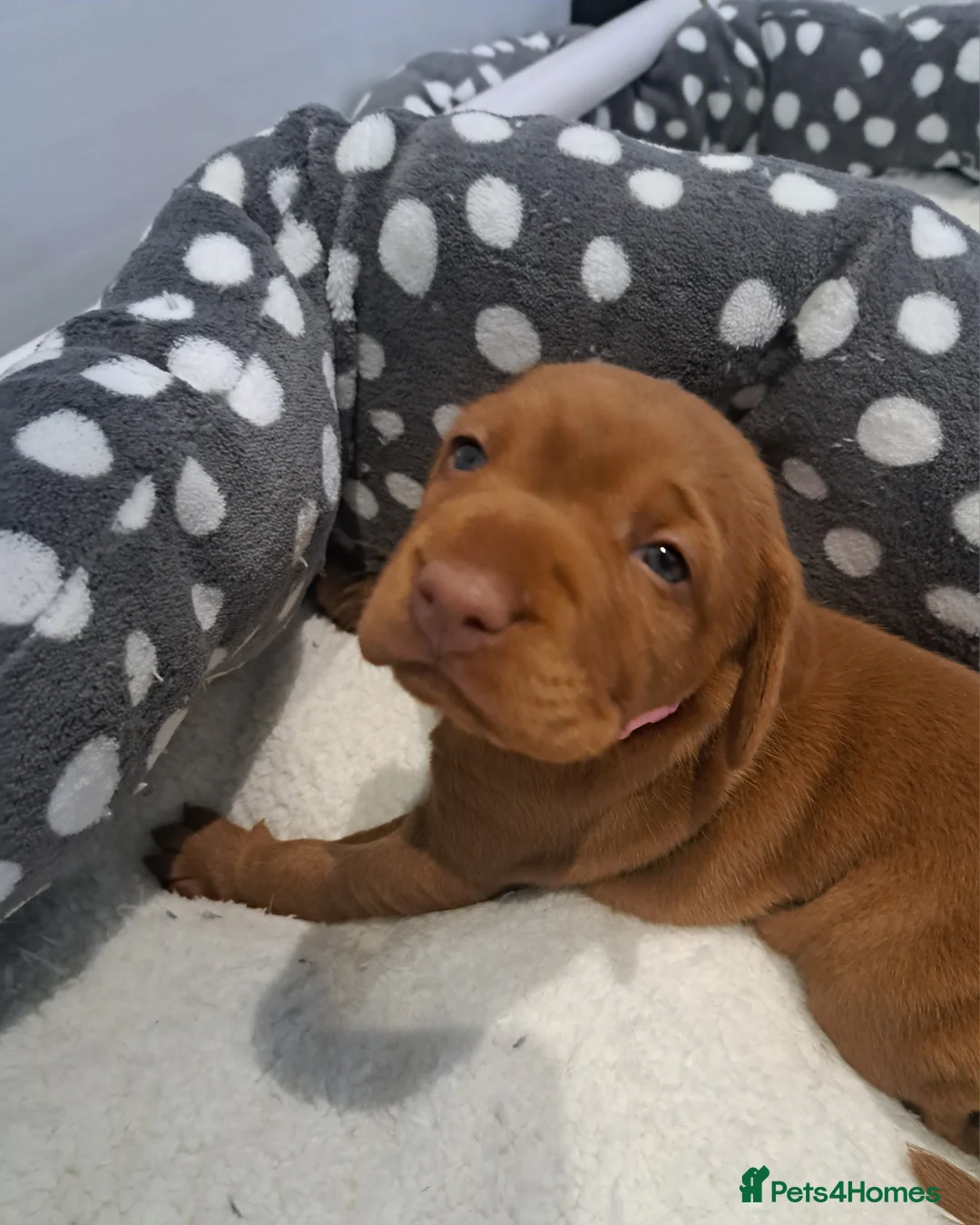 Hungarian Vizsla dogs for sale: Wirehaired vizsla puppies  - Advert 9